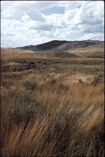 Trigarro Dip Springs, 1981