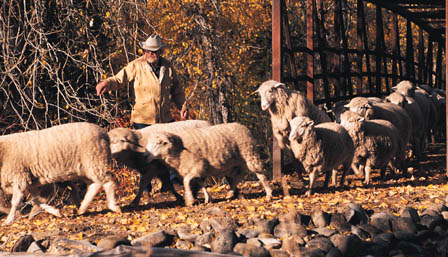 John Faulkner & flock © Linda Dufurrena