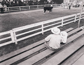 The Judging © Gerry Tsuruda