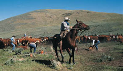 buckaroos dragging calves